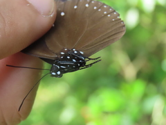 Euploea tulliolus