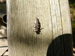 Dicerca tenebrica