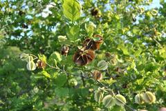 Combretum mossambicense