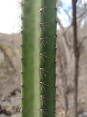 Cereus jamacaru calcirupicola