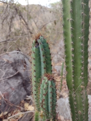 Cereus jamacaru calcirupicola