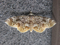 Lobogonodes complicata