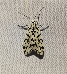 Eucereon tigrata
