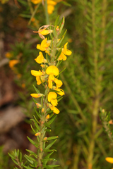 Aotus lanigera