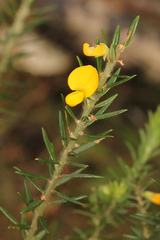 Aotus lanigera