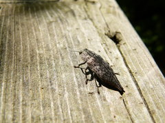 Dicerca tenebrica