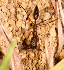 Odontomachus chelifer