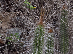 Eulychnia breviflora