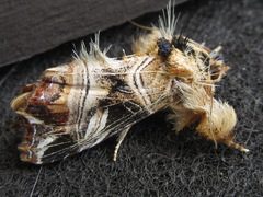 Callopistria duplicans