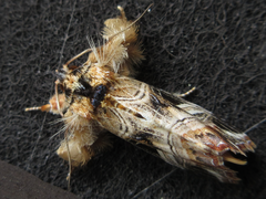 Callopistria duplicans