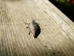 Dicerca tenebrica