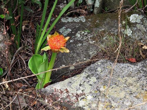 Scadoxus puniceus image