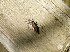 Dicerca tenebrica