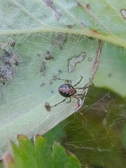 Theridion pictum