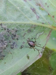 Theridion pictum