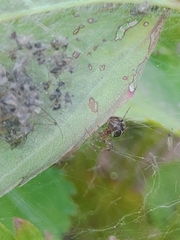Theridion pictum