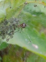 Theridion pictum