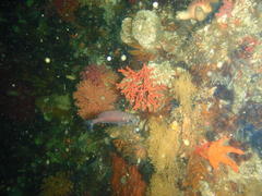 Pachymetopon blochii
