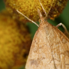 Udea profundalis