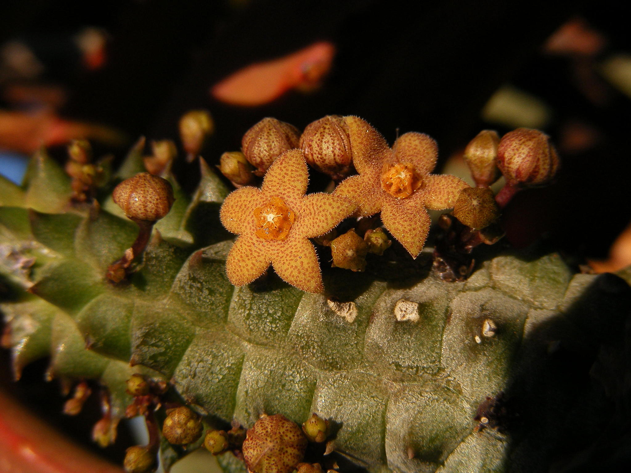 Trichocaulon columnare Nel 2