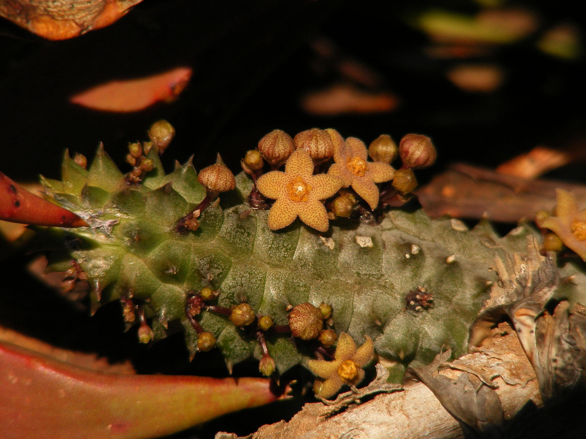 Trichocaulon columnare Nel 3