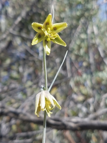Image of Fritillaria viridea by (c) Alan Rockefeller, some rights reserved (CC BY)