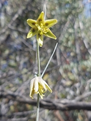 Fritillaria viridea