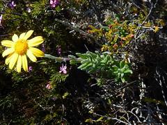 Senecio arniciflorus