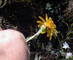 Senecio arniciflorus