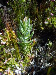 Senecio arniciflorus