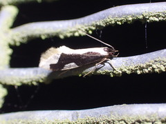 Thallostoma