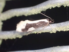 Thallostoma