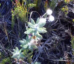 Senecio arniciflorus