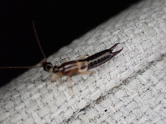 Euborellia cincticollis