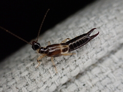 Euborellia cincticollis