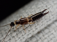 Euborellia cincticollis