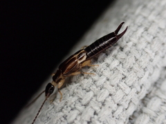 Euborellia cincticollis