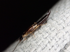 Euborellia cincticollis