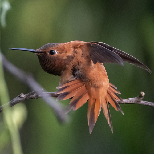 Rufous Hummingbird, photo 4 of 10