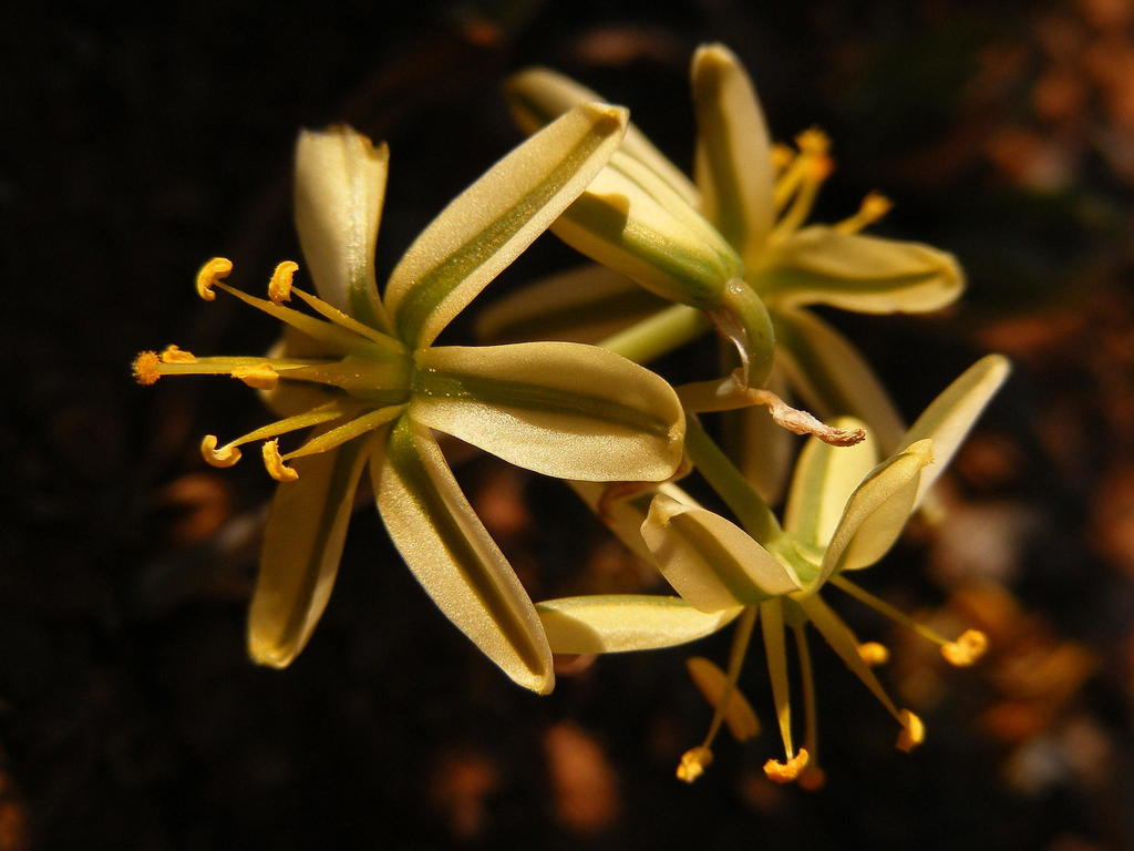 Albuca scabrocostata, Hells Kloof