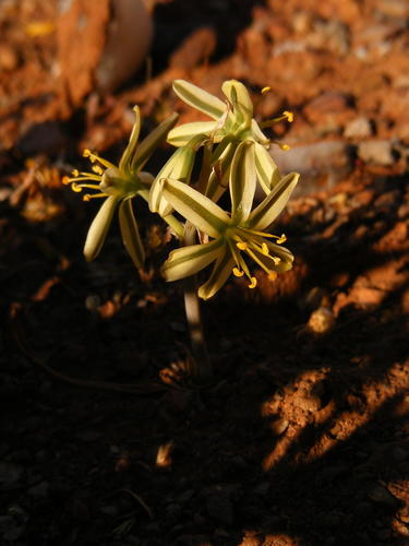 Albuca scabrocostata