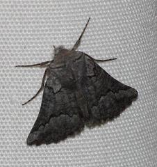 Drepanogynis interscripta