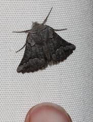 Drepanogynis interscripta