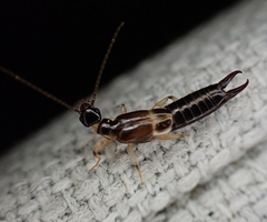 Euborellia cincticollis