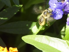 Megachile