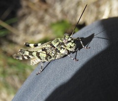 Spharagemon marmorata