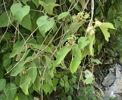 Callicarpa acuminata