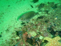 Pachymetopon blochii