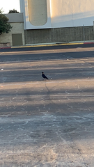 Corvus brachyrhynchos
