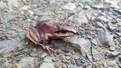 Pristimantis thectopternus